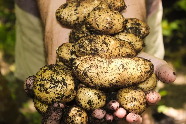 Freshly harvested Egyptian table potatoes
