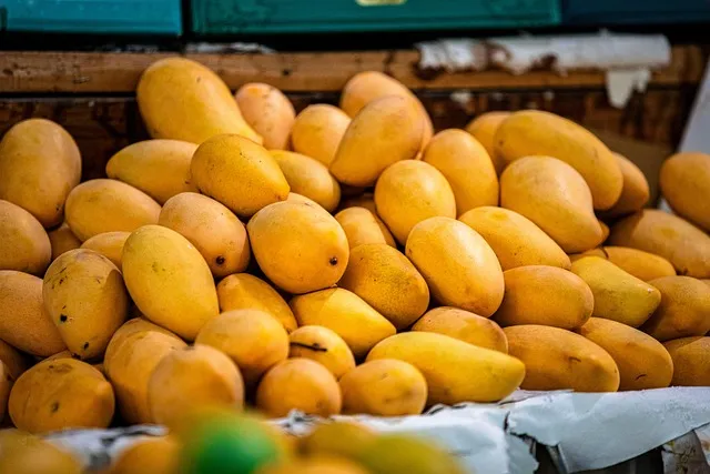 Ripe Egyptian mangoes selected for export