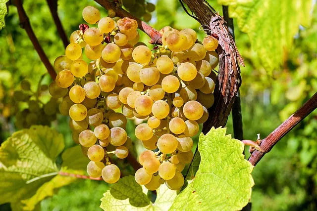 Bunches of Egyptian table grapes on the vine