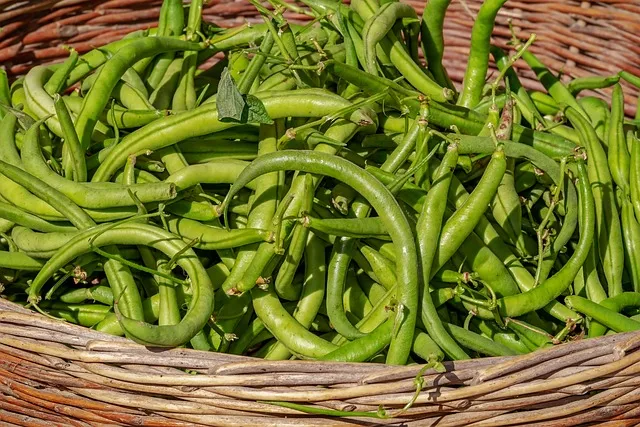Hand-picked green beans sorted for export