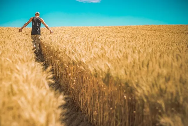 Egyptian farmland where Angels For Export sources fresh produce